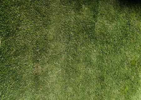 Green grass field background. natural textureの写真素材
