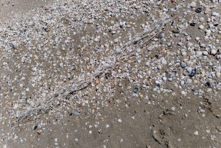 Environmental or pollution concept. plastic mesh on sea beach