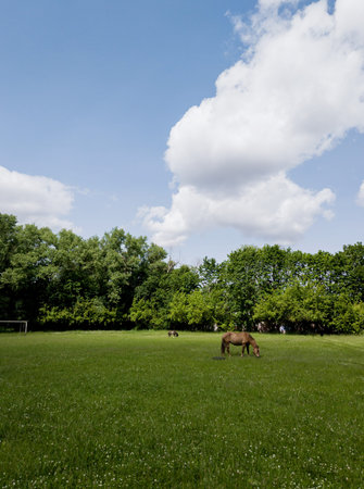 Two Horses standing on field in the summer and eating