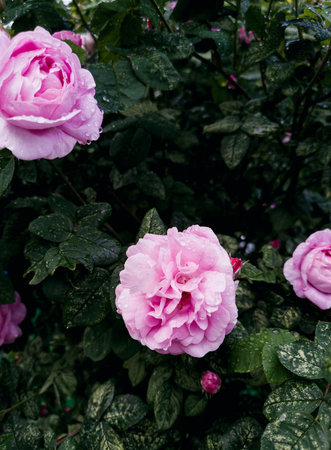 Blooming pink roses bush with rain drops