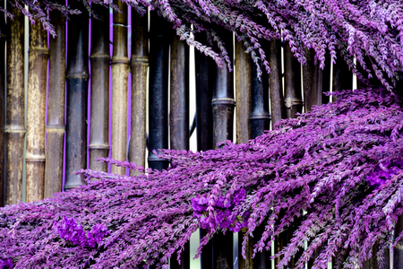 Lavender spread against bamboo backgroundの写真素材
