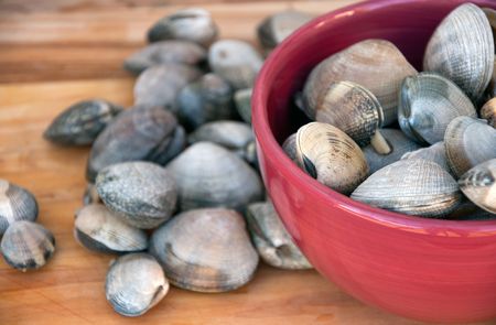 Live Manilla Clams in Red Bowlの写真素材