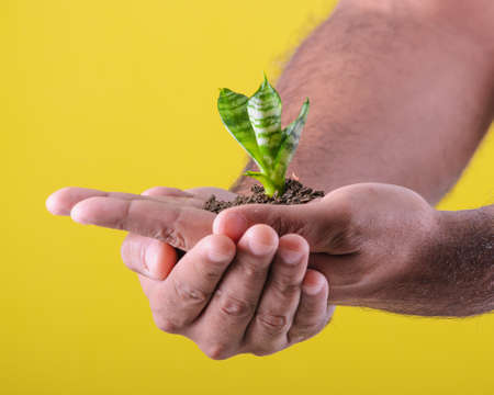 Man hands showing small plant. Photography yellow background.の写真素材