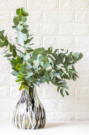 Eucalyptus in a glass vase. White color brick wall, bottle on white wooden table.の写真素材
