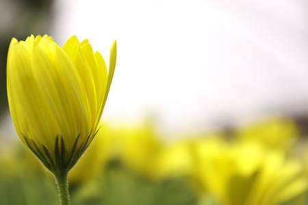 A yellow blooming wild flower in soft focus.の写真素材