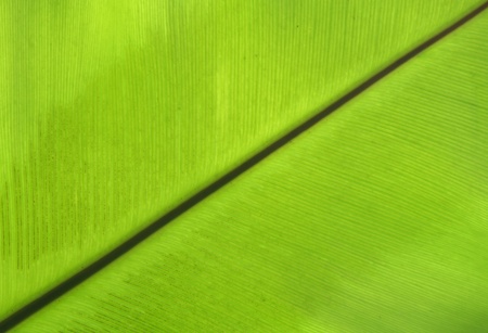 Green leaf textureの素材