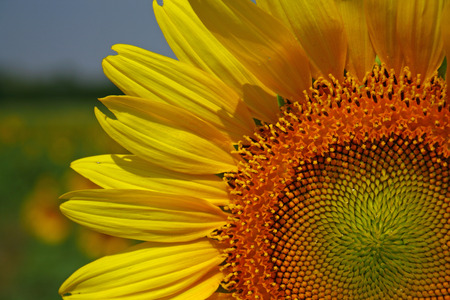 Close up sunflowerの写真素材