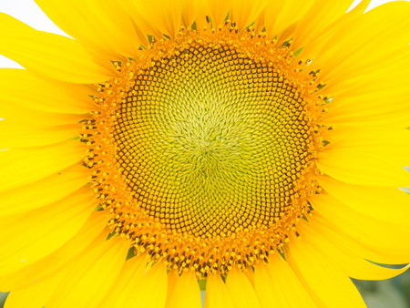 close up sunflowerの写真素材