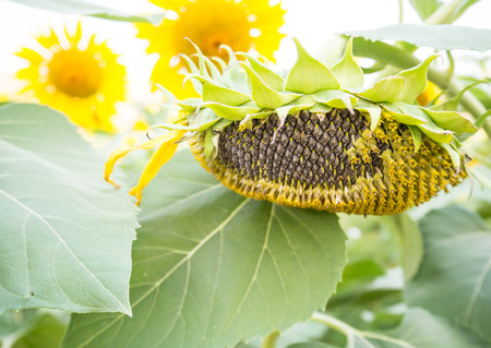 sunflower seedsの写真素材