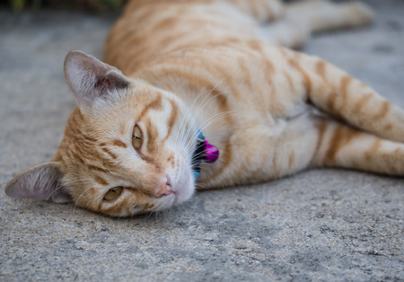 Cat lays down on the concrete floorの写真素材