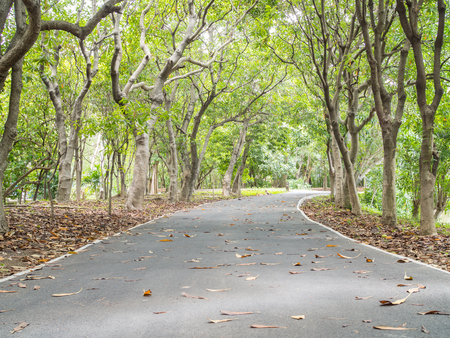 Way and trees in the parkの写真素材