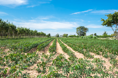 Small cassava or tapioca field, cassava farm land, agriculture in Thailandの写真素材