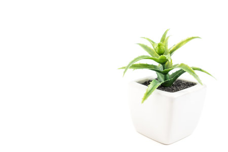 Small green plant on white pot - nature garden decorate object isolated on white backgroundの写真素材