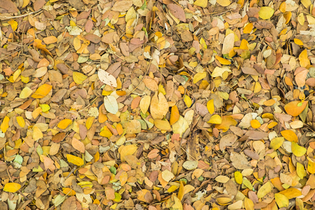 Small mix dried leaves for nature backgroundの写真素材