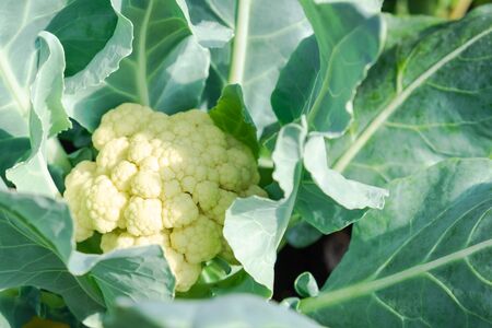 Close up cauliflower with green leaves in organic farmの写真素材