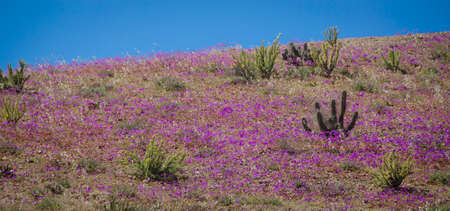 flower in the desert of Atacama desert during flowering periodの写真素材