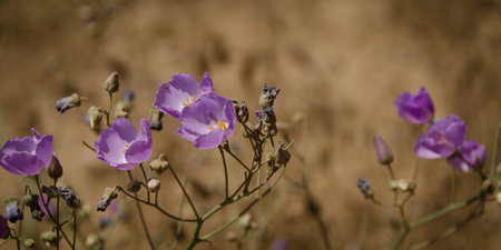 flower in the desert of Atacama desert during flowering periodの写真素材