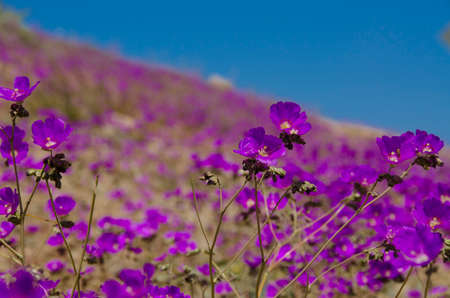 flower in the desert of Atacama desert during flowering periodの写真素材
