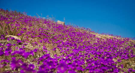 flower in the desert of Atacama desert during flowering periodの写真素材