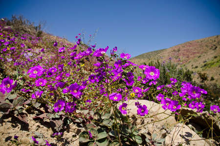flower in the desert of Atacama desert during flowering periodの写真素材