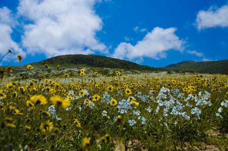 flower in the desert of Atacama desert during flowering periodの写真素材