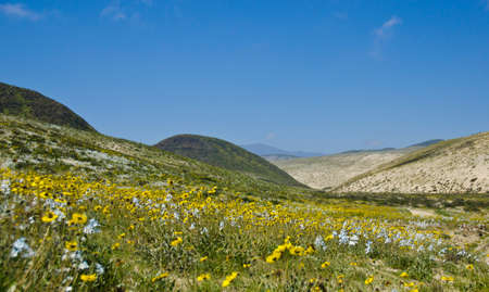 flower in the desert of Atacama desert during flowering periodの写真素材