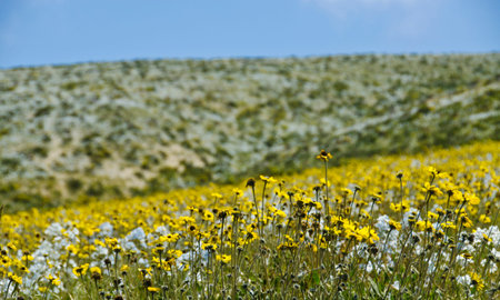 flower in the desert of Atacama desert during flowering periodの写真素材
