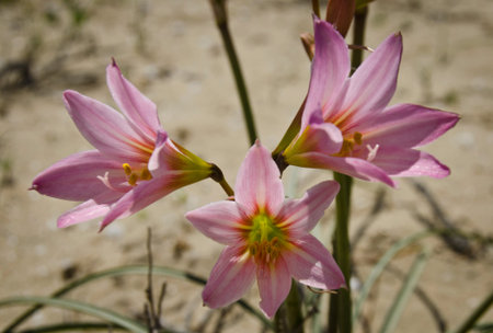 flower in the desert of Atacama desert during flowering periodの写真素材