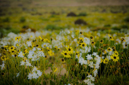 flower in the desert of Atacama desert during flowering periodの写真素材