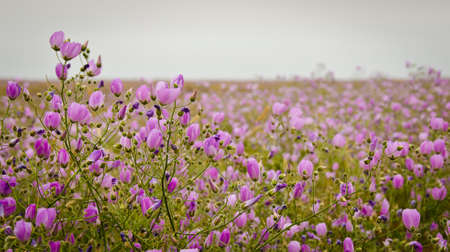 flower in the desert of Atacama desert during flowering periodの写真素材