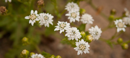 flower in the desert of Atacama desert during flowering period