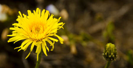 flower in the desert of Atacama desert during flowering periodの写真素材