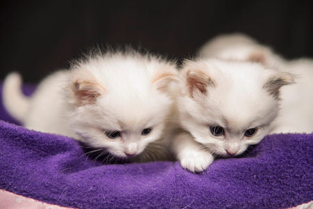 Small breeding ragdoll cat 3 months old