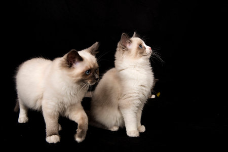 Cutest Ragdoll kittensの写真素材