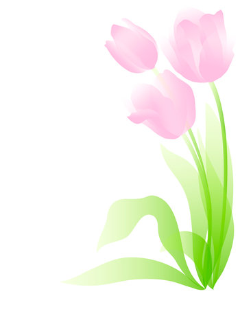 pale pink tulips with light green leaves isolated on white backgroundのイラスト素材