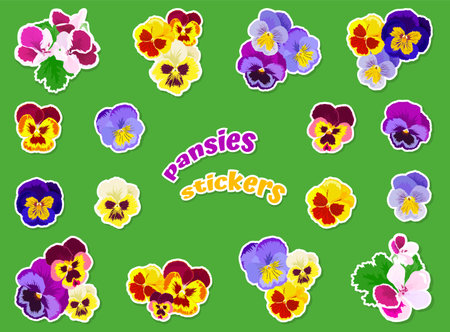 Set of colorful stickers with pansies in a white frame on a green backgroundのイラスト素材