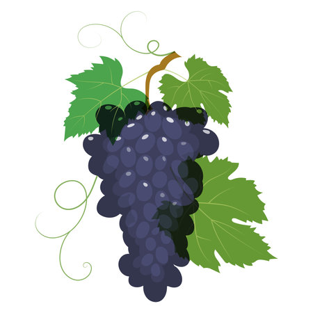 A bunch of ripe black grapes with green leaves and different transparency on a white background for the design of wallpapers, wrapping paper, textiles, covers, fabricのイラスト素材