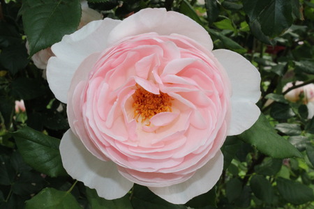 Flower in Bloomの写真素材