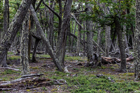 Forest in Patagonia steppe enviroment, Ushuaia, Patagonia Argentinaの写真素材