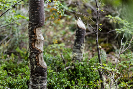 Tree trunk eaten  castor canadensis in park in Ushuaia. Patagonia, Argentinaの写真素材