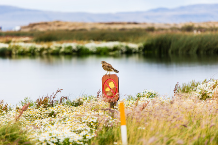 bird on wooden sign with beautiful exotic surroundings. El Calafate, Argentinaの写真素材