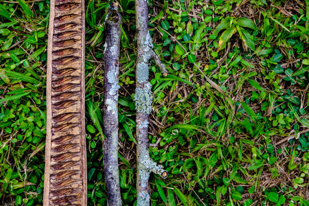 three pieces of dry wood with beautiful texture lying on grass in the woods, forming a pattern of...