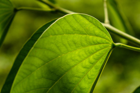 large green leaf with sunlight shining on it, where the details make a geometric shape
