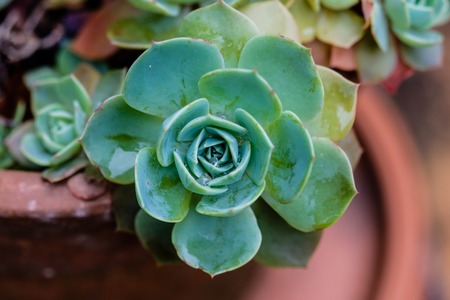 succulent cactus in closeup, with beatiful pattern, green palette and side lightingの写真素材