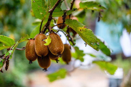 ripe brown organic kiwis ready to be picked in farmの写真素材