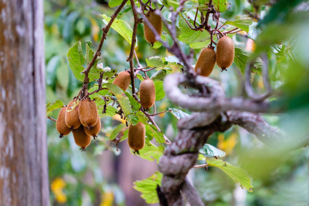 ripe brown organic kiwi ready to be picked from tree, surrounded by beautiful green leaves, blurred background,の写真素材
