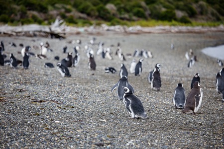 Magellanic penguin, Spheniscus magellanicus, walking on rocky gravel beach in Isla Martillo, Ushuaia, Patagonia. Argentinaの写真素材