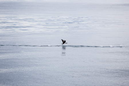 seagull flying just above the sea in the beagle channel, Patagonia, Argentina.の写真素材