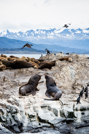 Cormorant colony on an island at Ushuaia in the Beagle Channel Beagle Strait, Tierra Del Fuego, Argentina.の写真素材