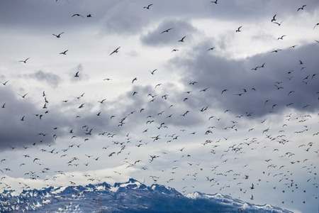 Cormorant and seagull colony on an island at Ushuaia in the Beagle Strait, Tierra Del Fuego, Argentina.の写真素材